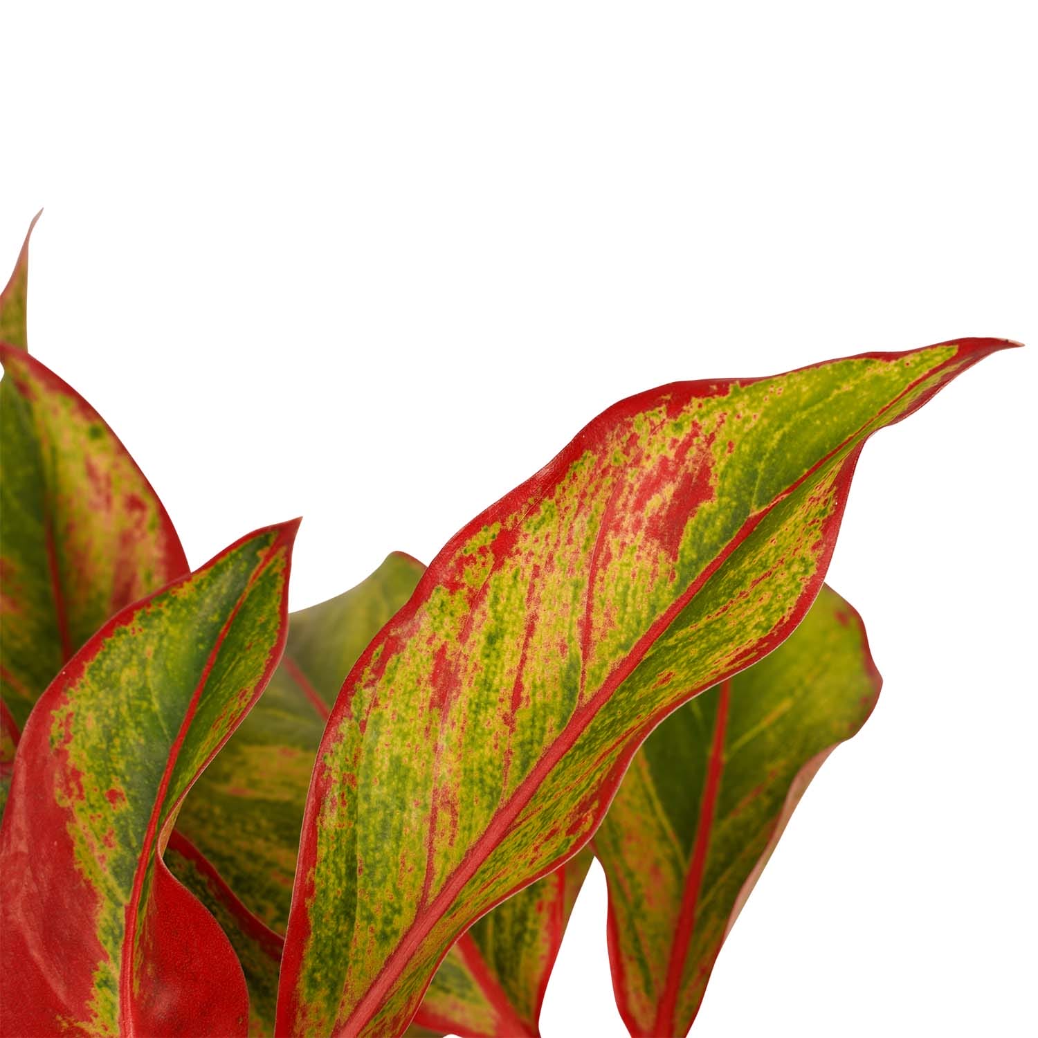 Duo 2 x Aglaonema Crete met Anna grey ↑ 25 cm ⌀ 12 cm - Afbeelding 3