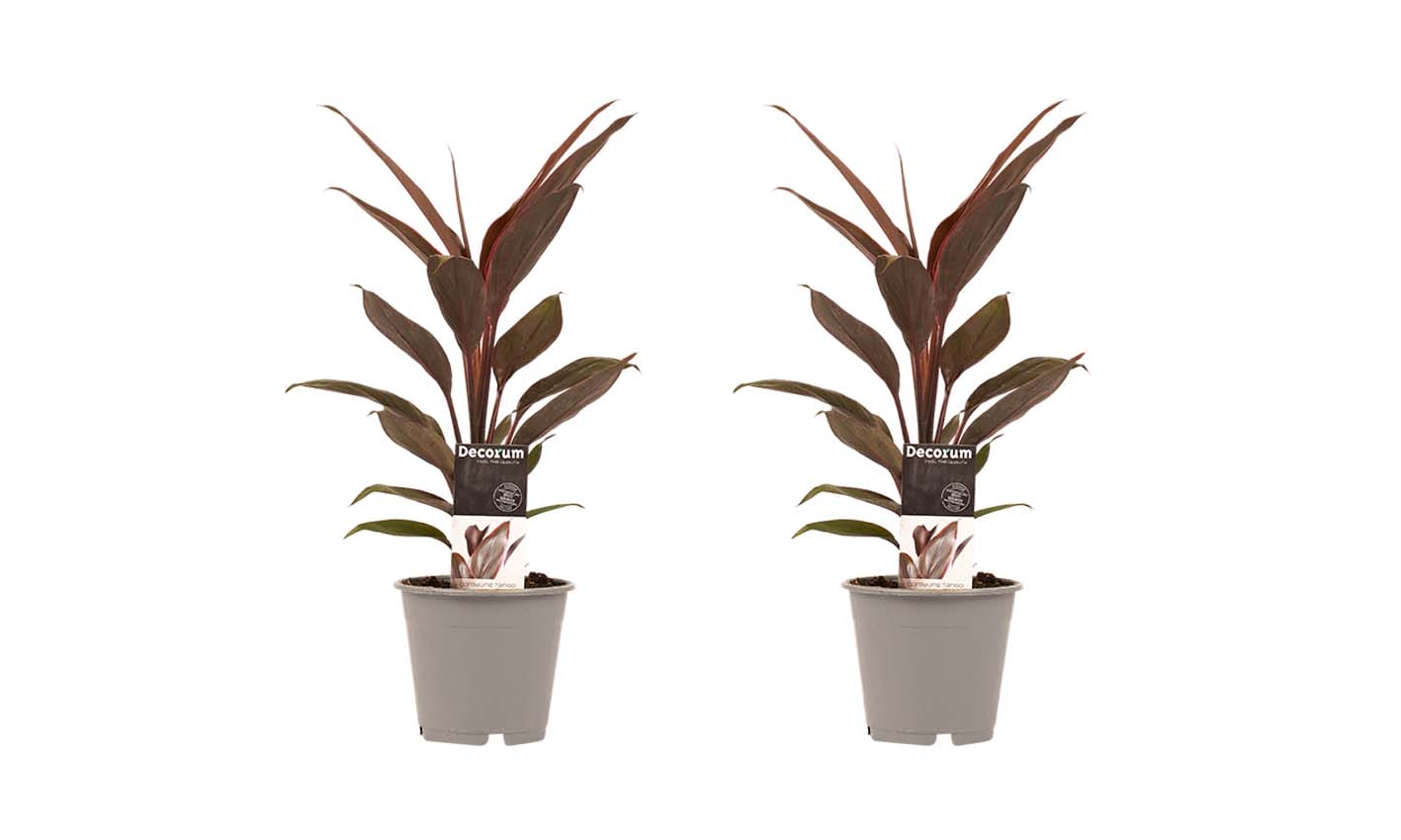 Duo 2 x Cordyline Tango ↑ 40 cm ⌀ 12 cm