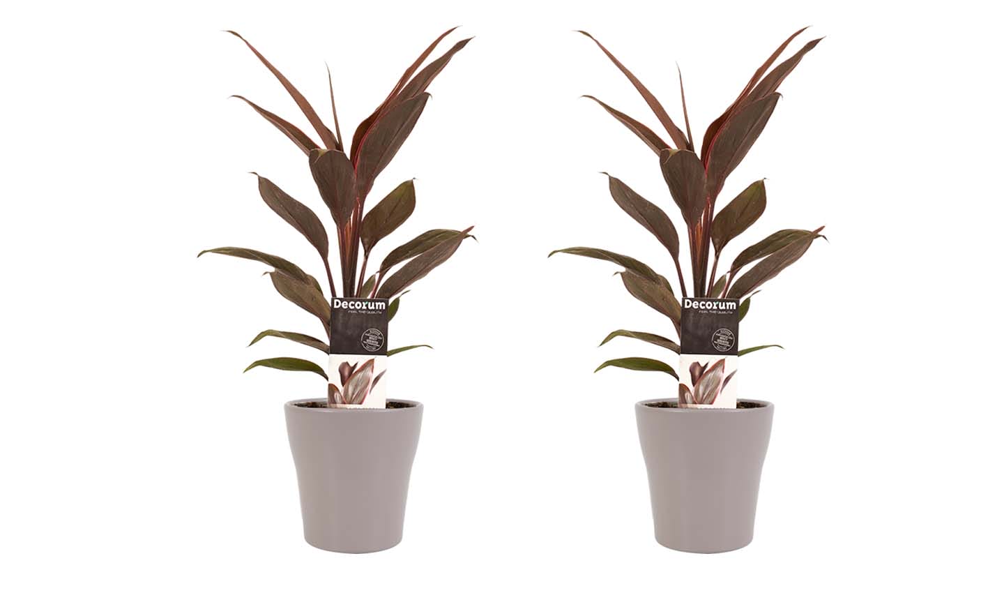 Duo 2 x Cordyline Tango met Anna taupe ↑ 40 cm ⌀ 12 cm