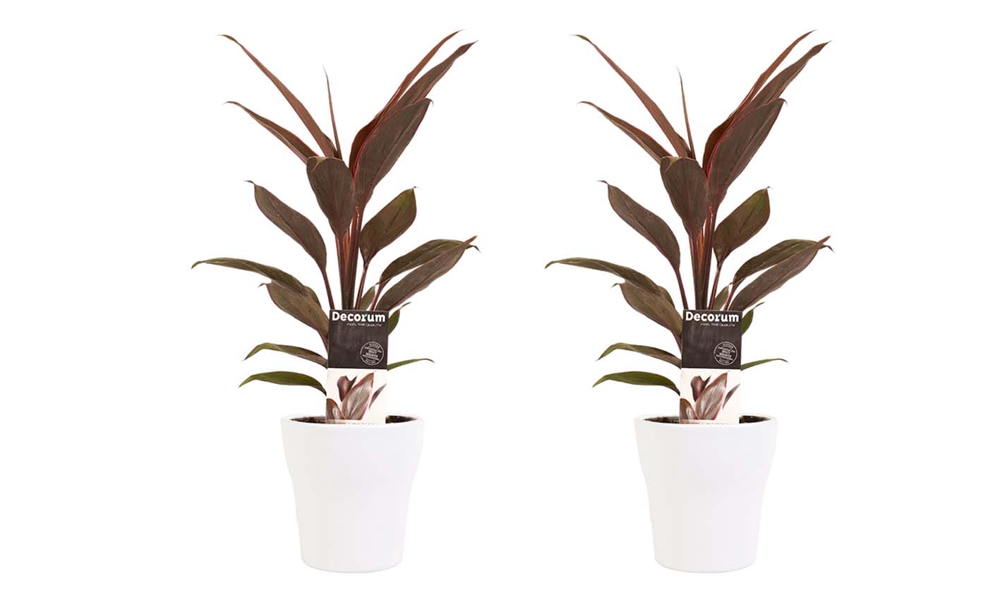 Duo 2 x Cordyline Tango met Anna white ↑ 40 cm ⌀ 12 cm