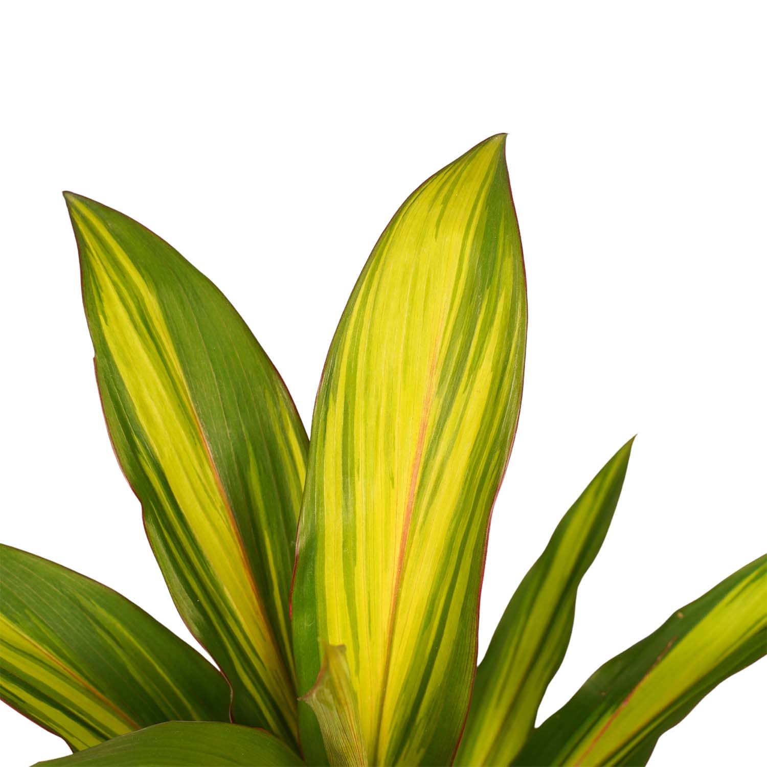 Duo 2x Cordyline Kiwi ↑ 40 cm ⌀ 12 cm - Afbeelding 3