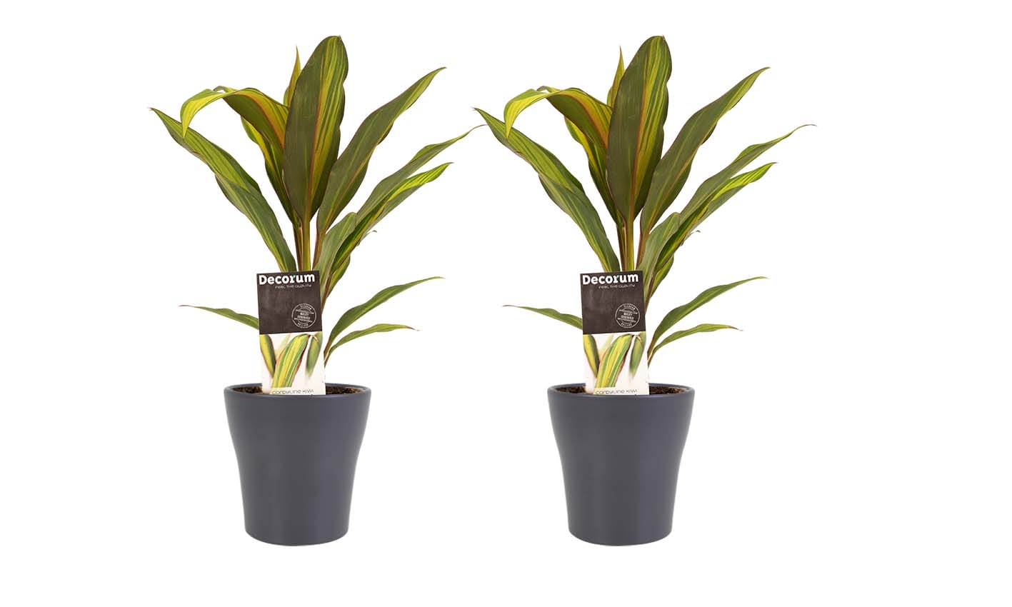 Duo 2x Cordyline Kiwi met Anna grey ↑ 40 cm ⌀ 12 cm