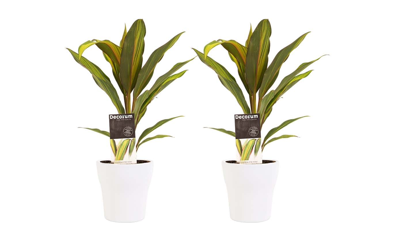 Duo 2x Cordyline Kiwi met Anna white ↑ 40 cm ⌀ 12 cm