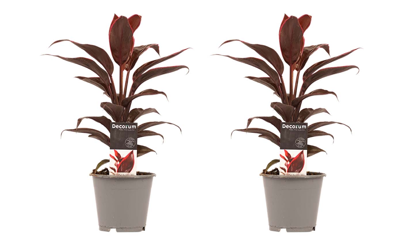 Duo 2x Cordyline Mambo ↑ 40 cm ⌀ 12 cm