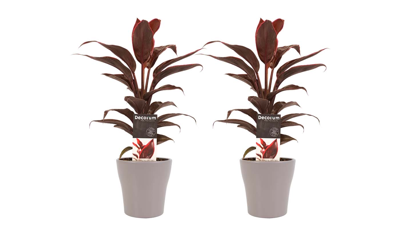 Duo 2x Cordyline Mambo met Anna taupe ↑ 40 cm ⌀ 12 cm