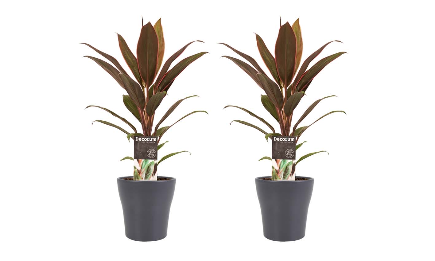 Duo 2x Cordyline Rumba met Anna grey ↑ 40 cm ⌀ 12 cm