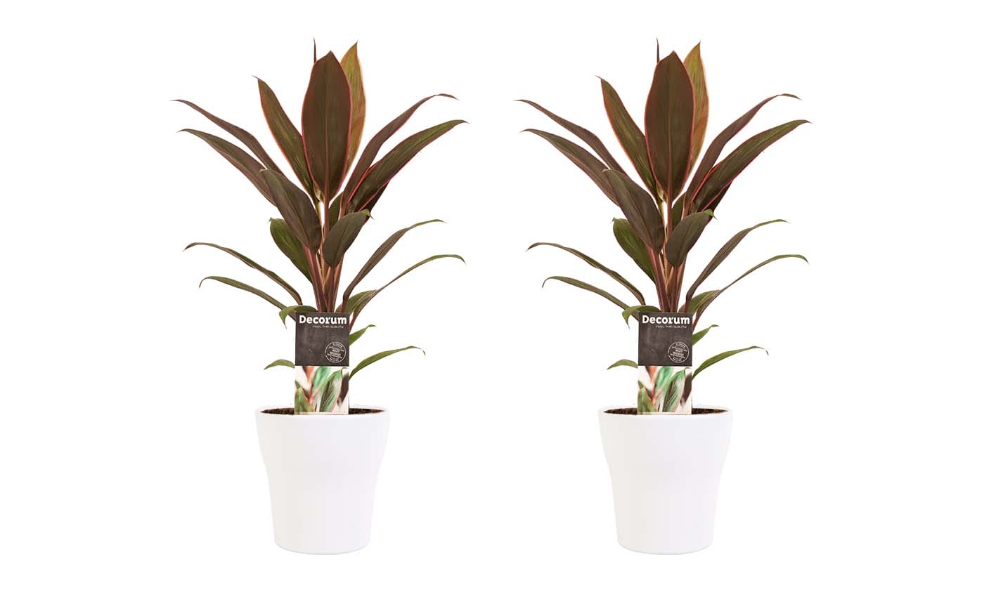 Duo 2x Cordyline Rumba met Anna white ↑ 40 cm ⌀ 12 cm