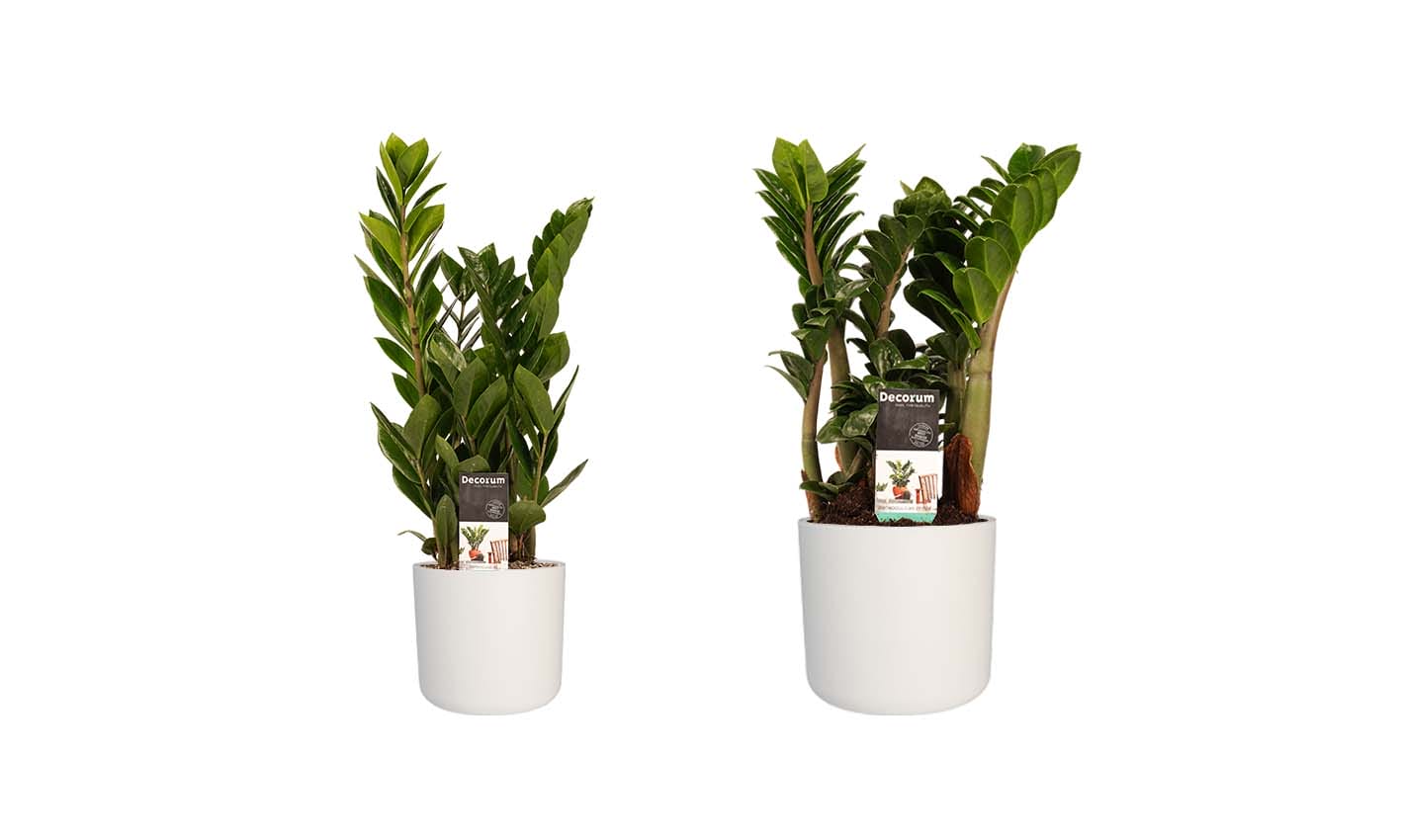 Combi 1 x Zamio Zenzi 1 x Zamio Culcas met Elho soft white ↑ 40 cm ⌀ 14 cm
