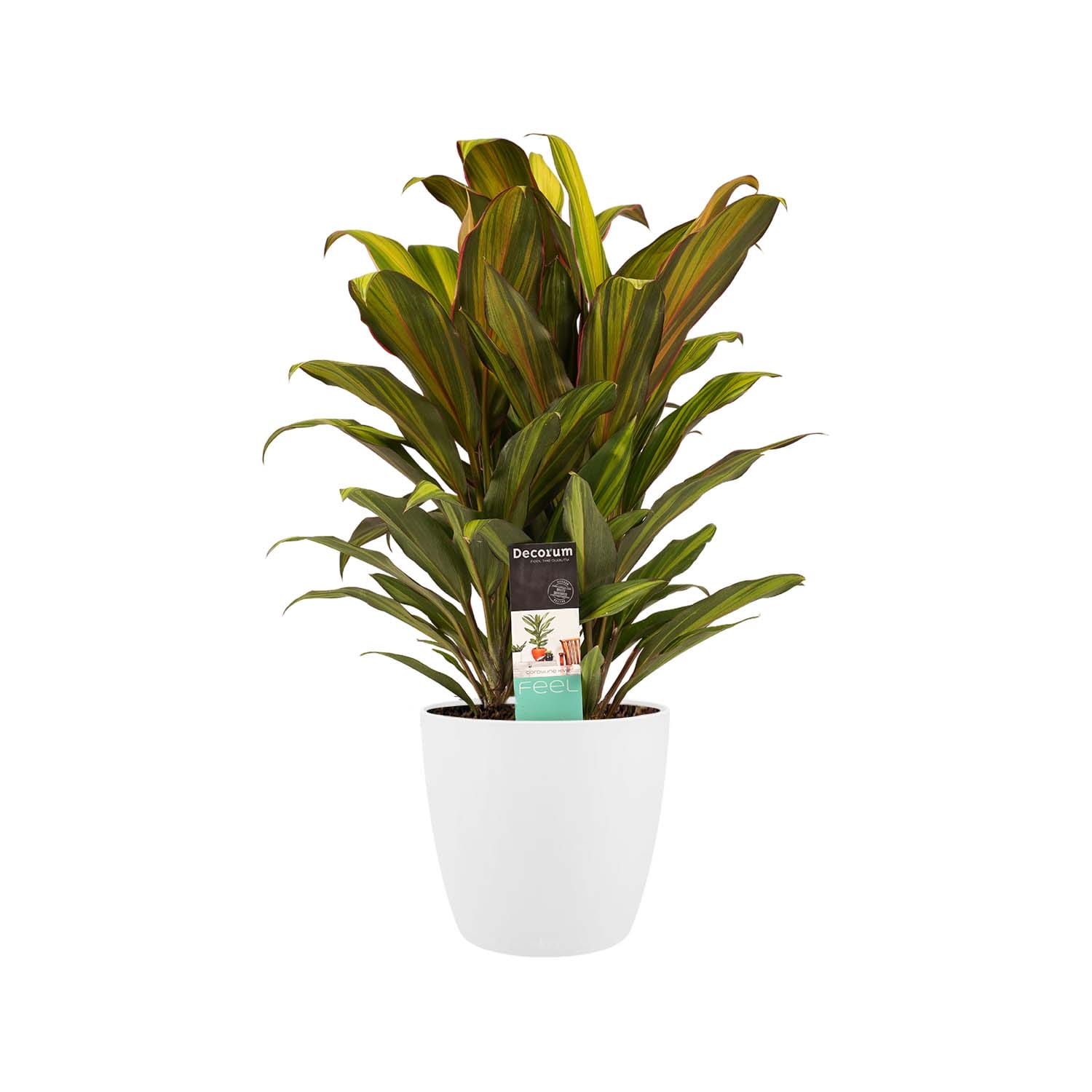 Cordyline Kiwi toef met Elho brussels white ↑ 60 cm ⌀ 19 cm