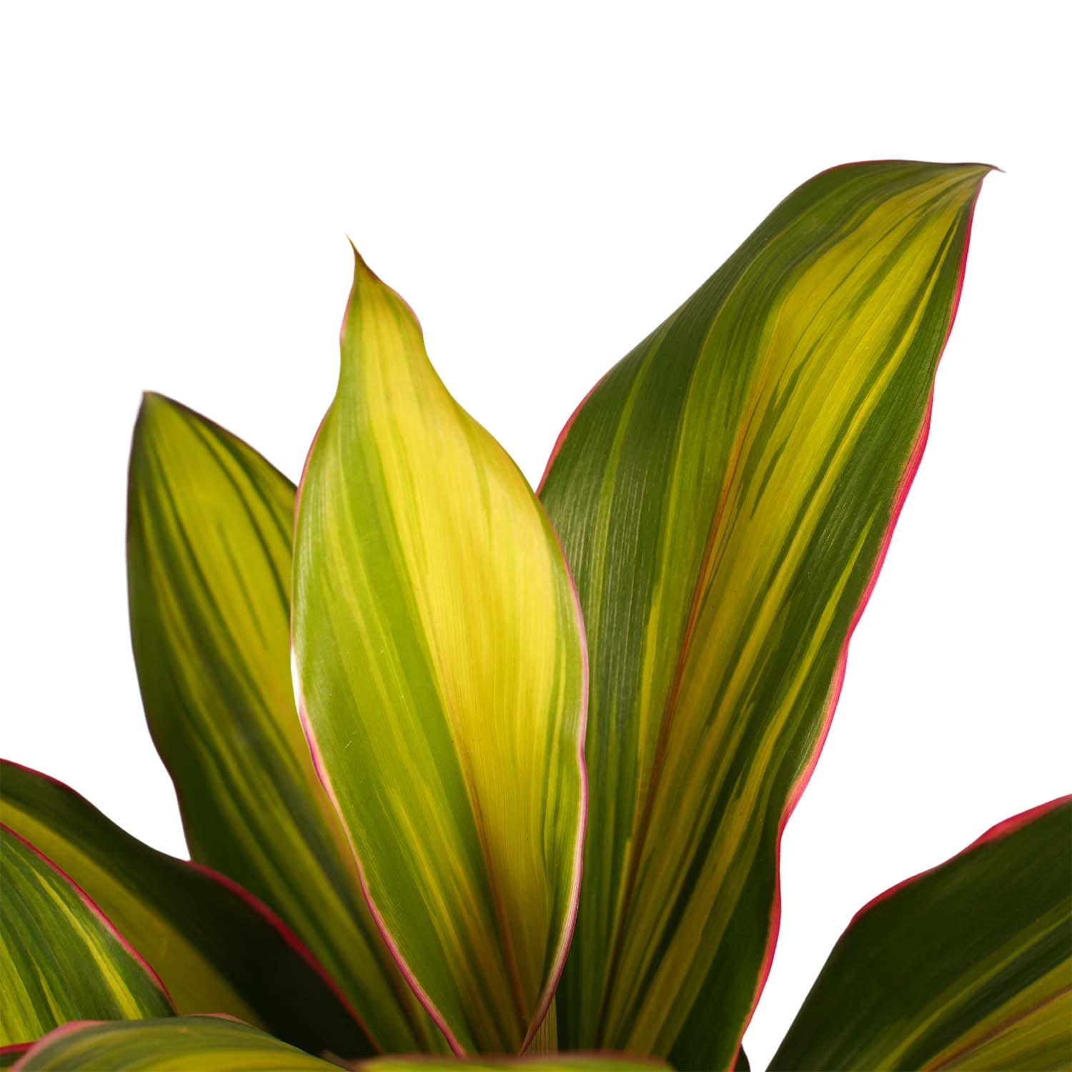 Cordyline Kiwi toef met Elho brussels white ↑ 60 cm ⌀ 19 cm - Afbeelding 3