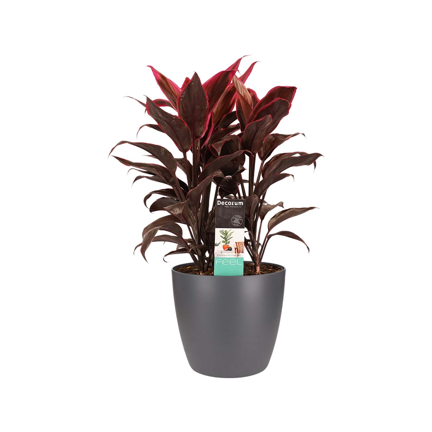 Cordyline Mambo toef met Elho brussels antracite ↑ 60 cm ⌀ 19 cm