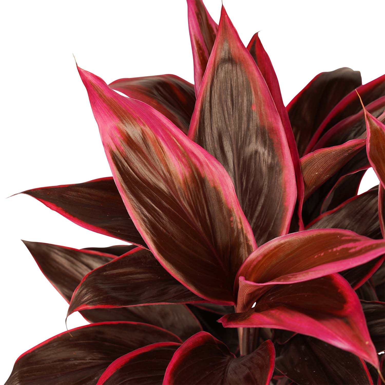 Cordyline Mambo toef met Elho brussels soap ↑ 60 cm ⌀ 19 cm - Afbeelding 3
