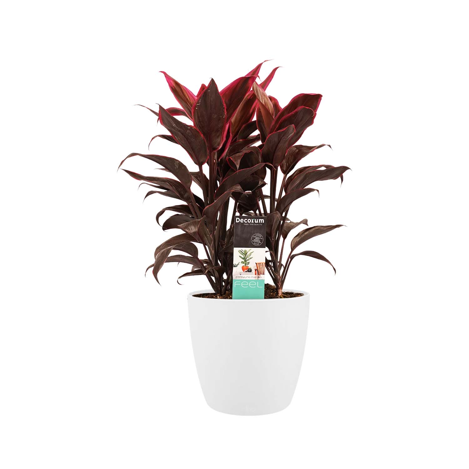 Cordyline Mambo toef met Elho brussels white ↑ 60 cm ⌀ 19 cm