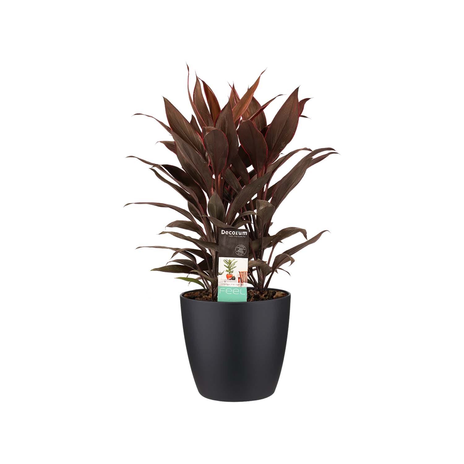 Cordyline Tango Toef met Elho brussels living black ↑ 60 cm ⌀ 19 cm