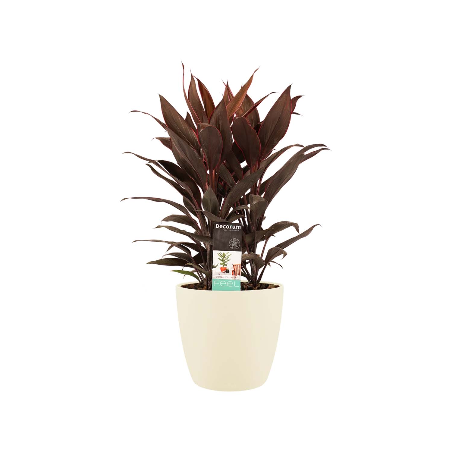Cordyline Tango Toef met Elho brussels soap ↑ 60 cm ⌀ 19 cm