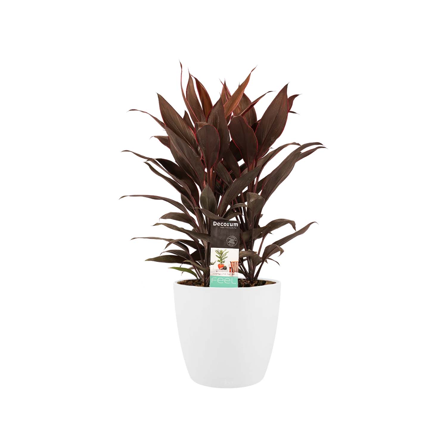 Cordyline Tango Toef met Elho brussels white ↑ 60 cm ⌀ 19 cm