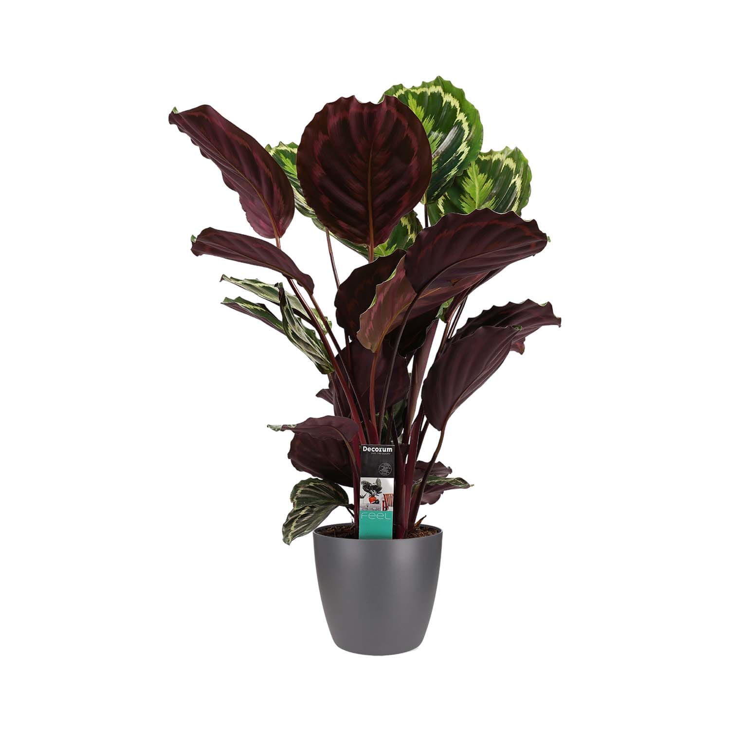 Calathea Medaillon met Elho brussels antracite ↑ 70 cm ⌀ 19 cm