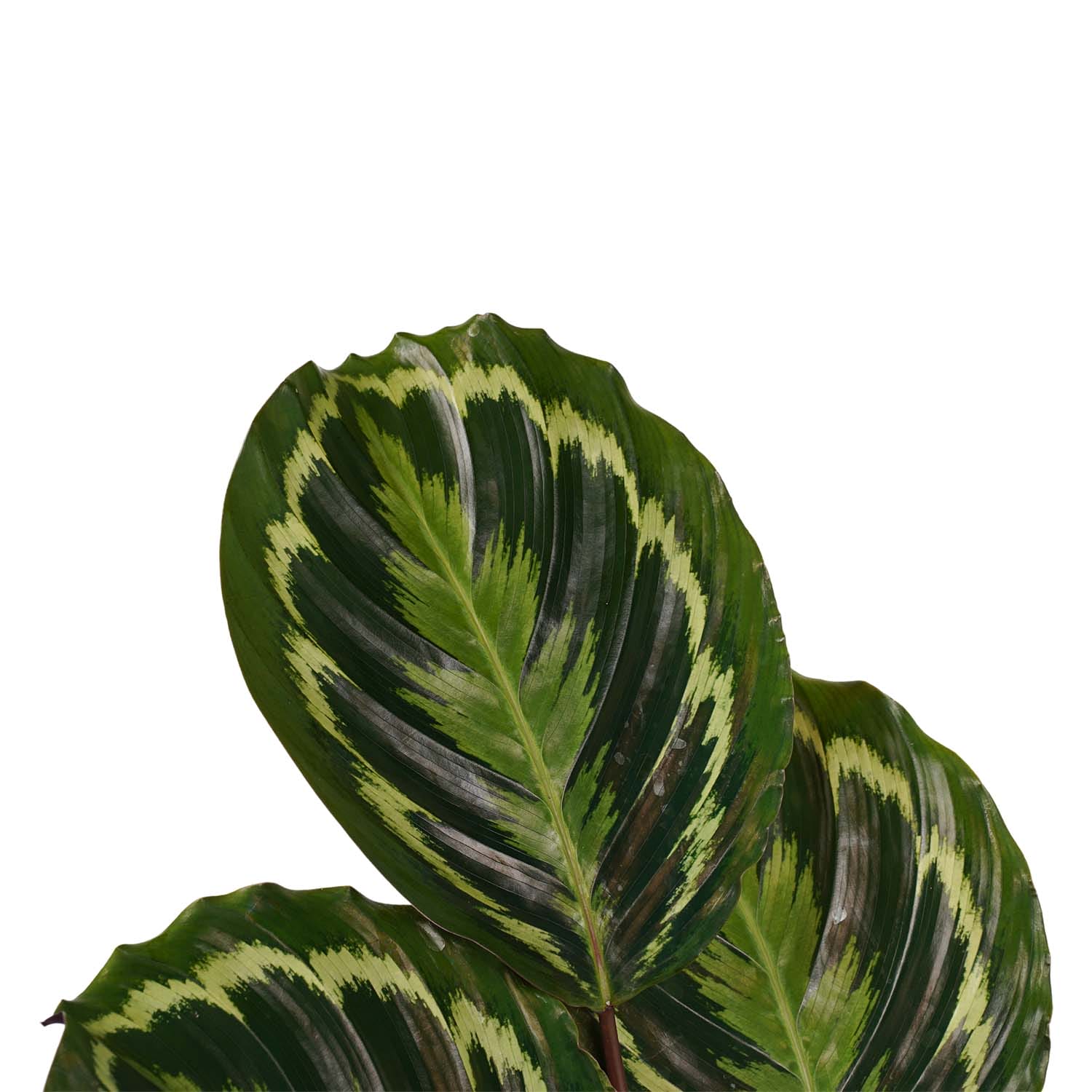 Calathea Medaillon met Elho brussels antracite ↑ 70 cm ⌀ 19 cm - Afbeelding 3