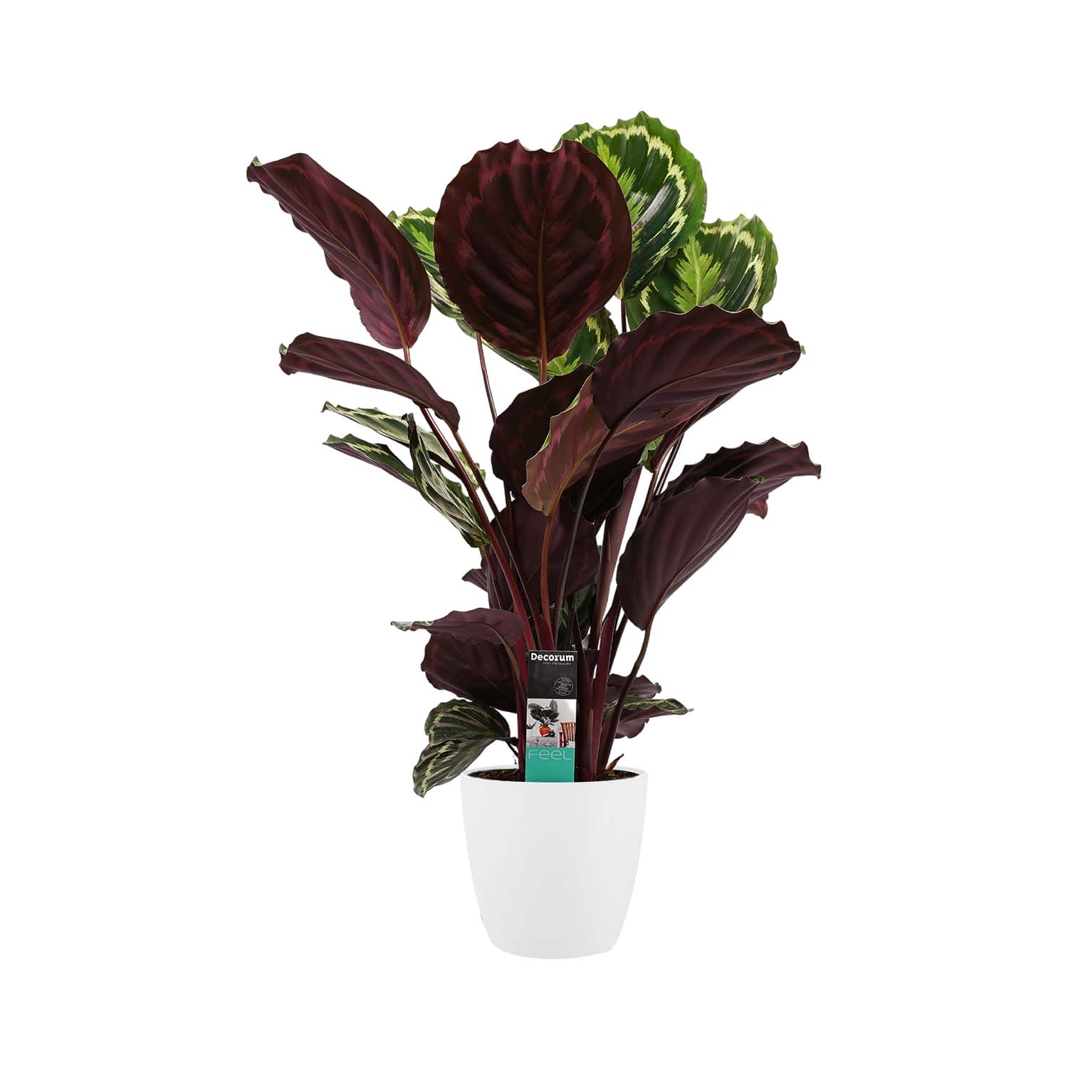 Calathea Medaillon met Elho brussels white ↑ 70 cm ⌀ 19 cm
