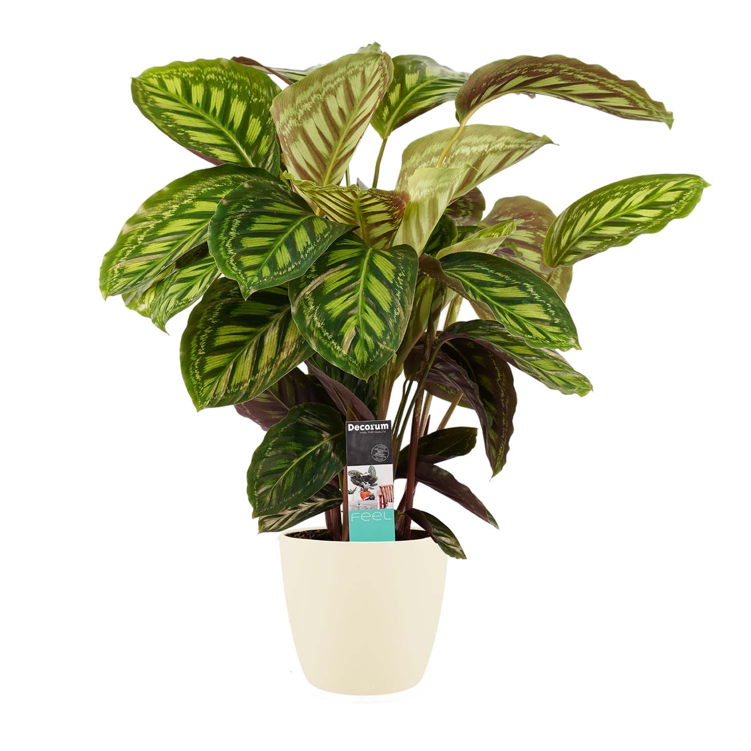 Calathea Flamestar met Elho brussels soap ↑ 70 cm ⌀ 19 cm
