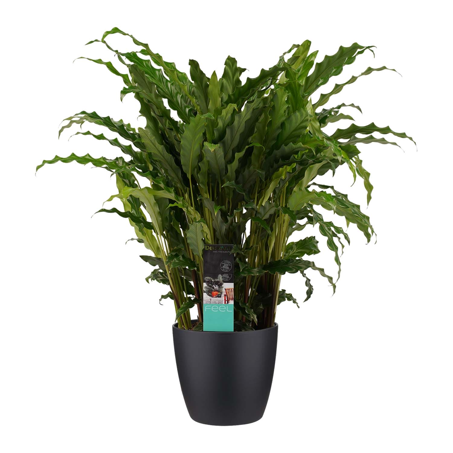 Calathea Bluegrass met Elho brussels living black ↑ 60 cm ⌀ 17 cm
