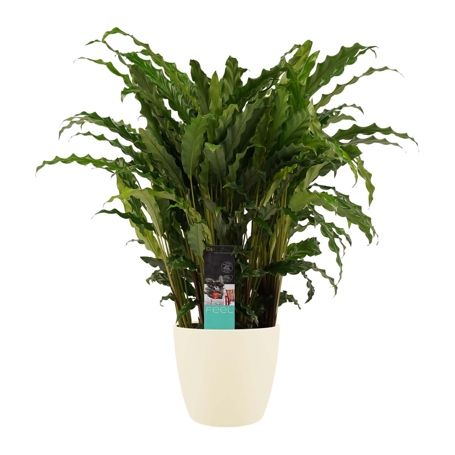 Calathea Bluegrass met Elho brussels soap ↑ 60 cm ⌀ 17 cm