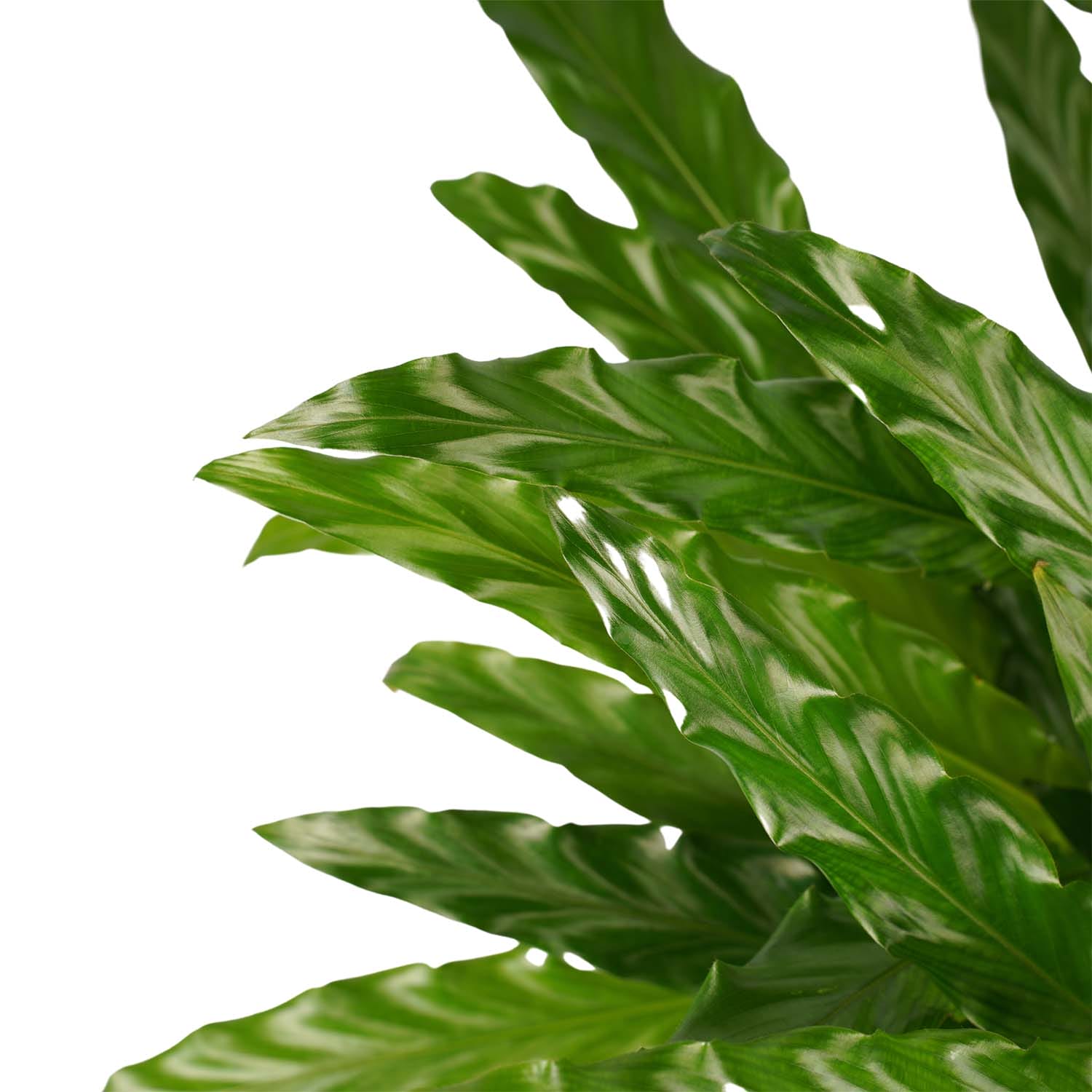 Calathea Bluegrass met Elho brussels soap ↑ 60 cm ⌀ 17 cm - Afbeelding 3