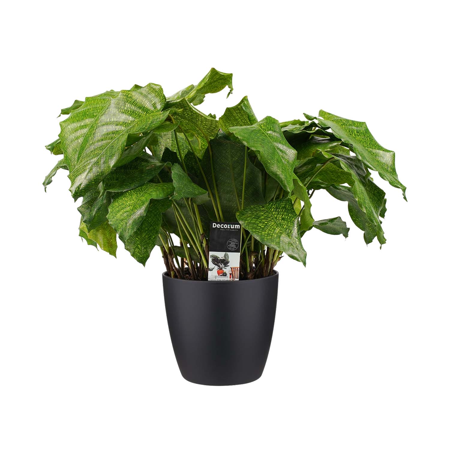 Calathea Network met Elho brussels living black ↑ 50 cm ⌀ 17 cm