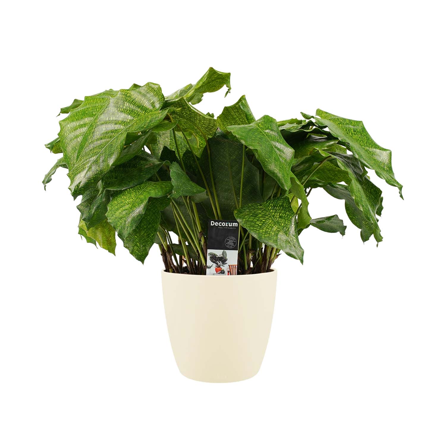 Calathea Network met Elho brussels soap ↑ 50 cm ⌀ 17 cm