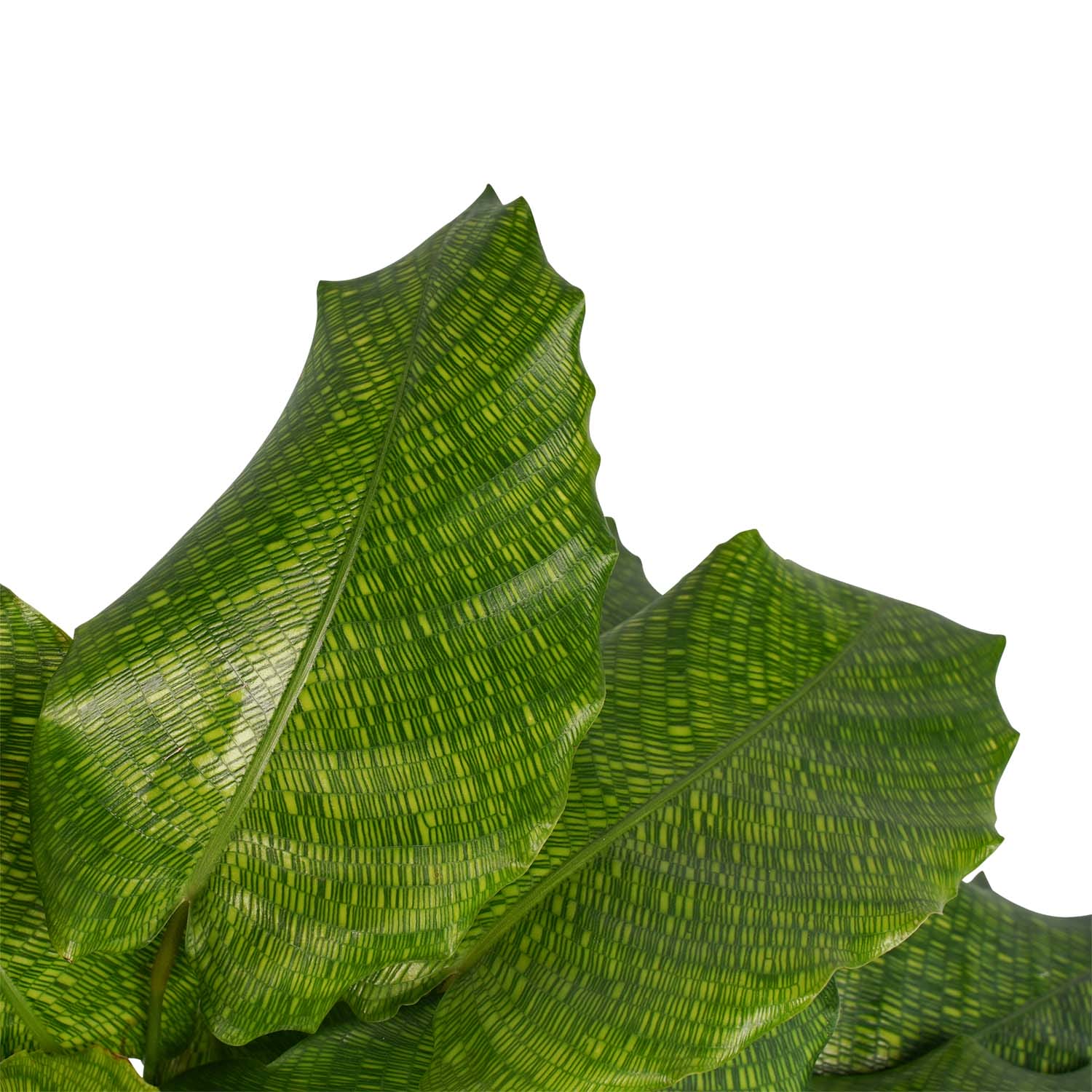 Calathea Network met Elho brussels soap ↑ 50 cm ⌀ 17 cm - Afbeelding 3