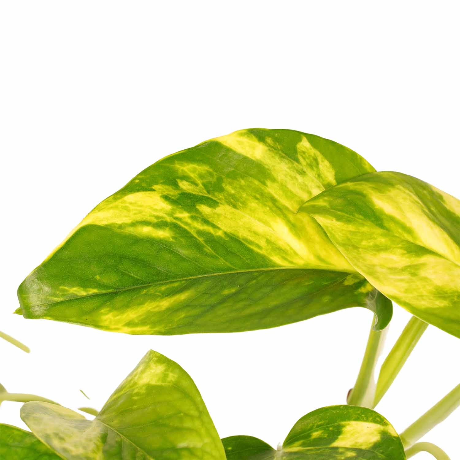 Duo Scindapsus Aureum - pot Anna White ↑ 15 cm ⌀ 12 cm - Afbeelding 3