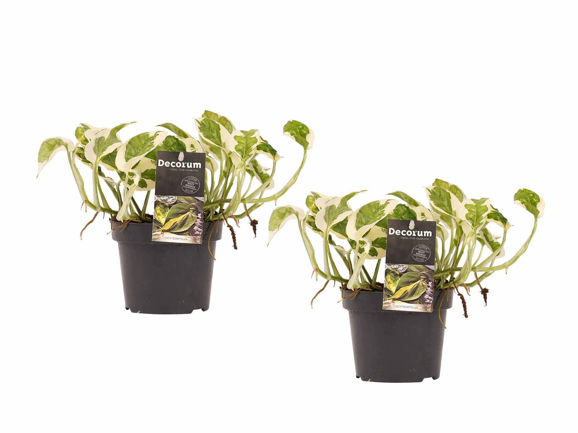 Duo Scindapsus N'joy ↑ 15 cm ⌀ 12 cm