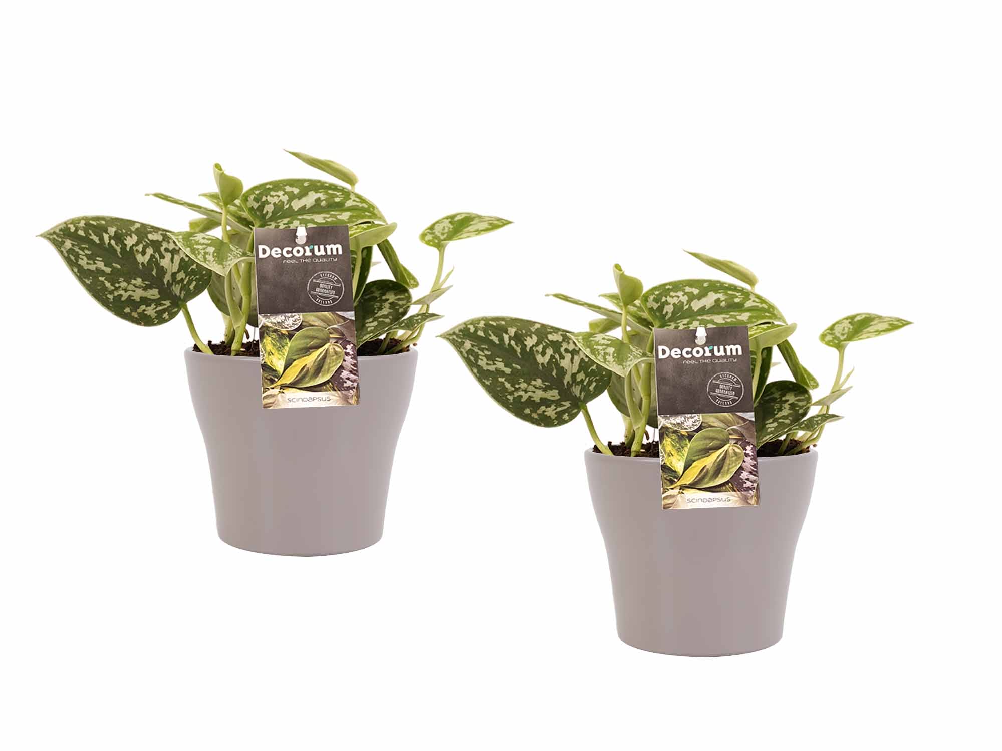 Duo Scindapsus Pictus Trebie - pot Anna Taupe ↑ 15 cm ⌀ 12 cm