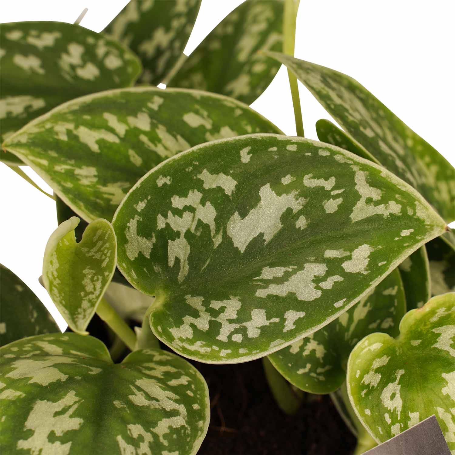 Duo Scindapsus Pictus Trebie - pot Anna Taupe ↑ 15 cm ⌀ 12 cm - Afbeelding 3