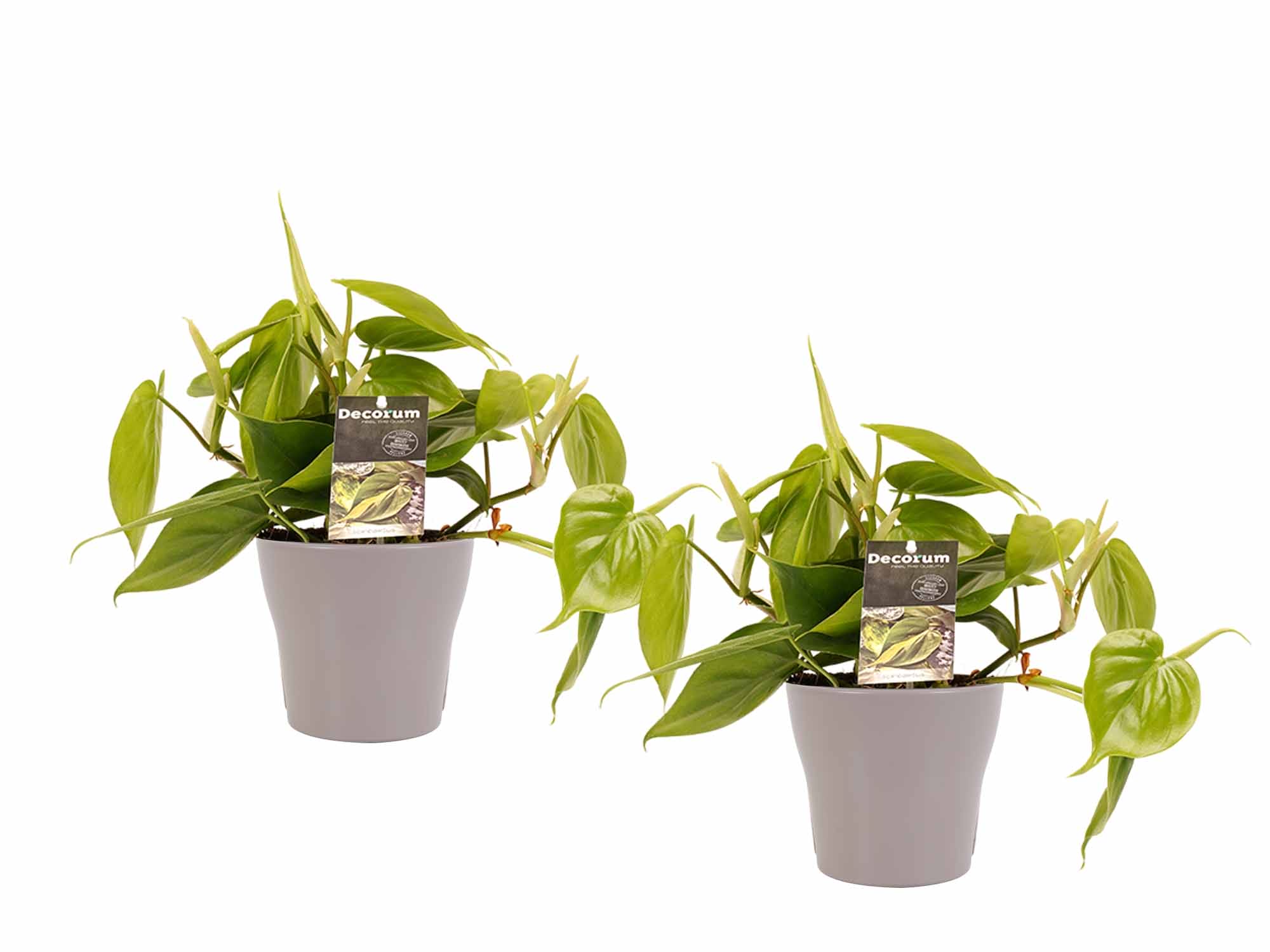 Duo Philodendron Scandens - pot Anna Taupe ↑ 15 cm ⌀ 12 cm