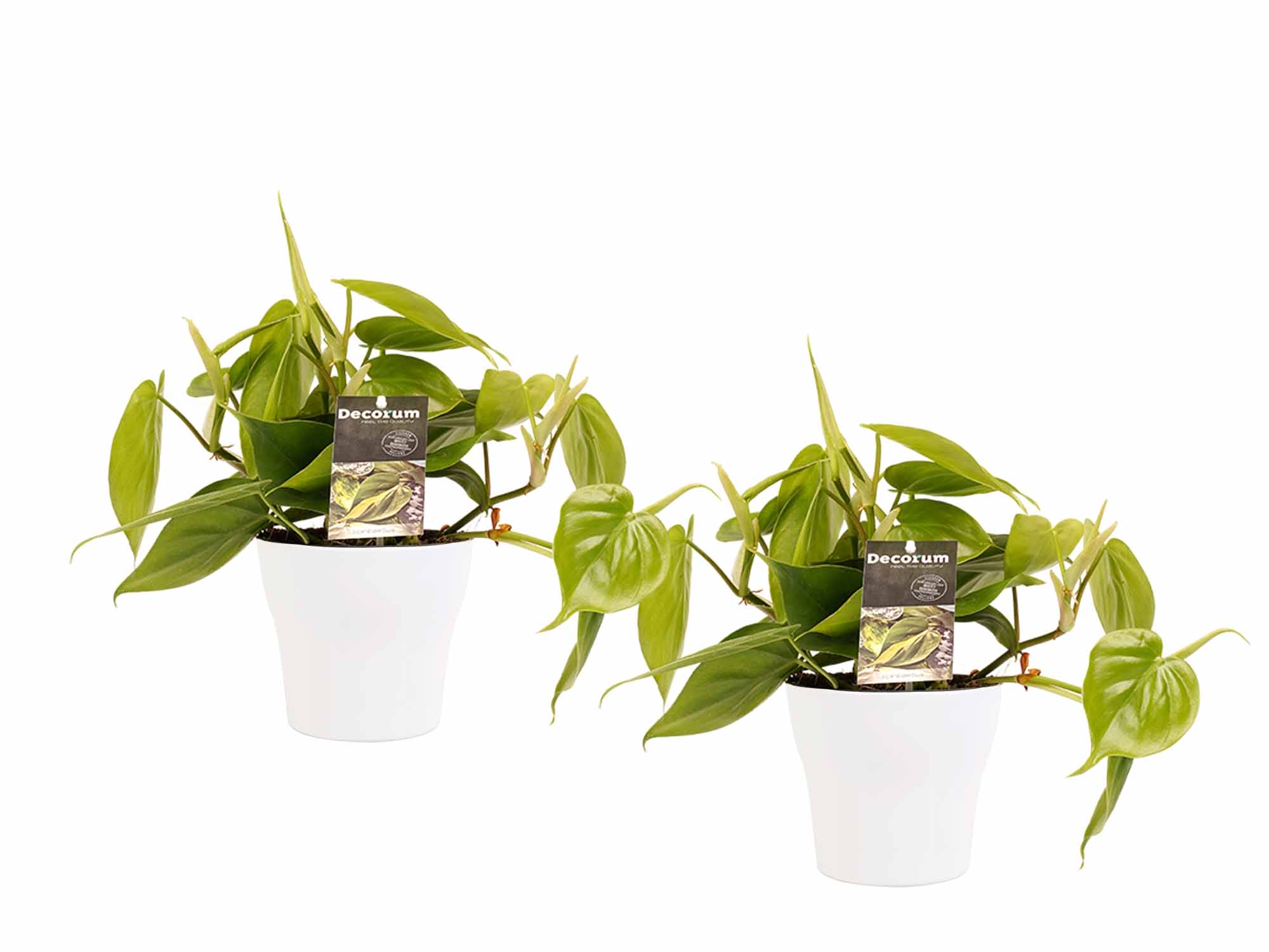 Duo Philodendron Scandens- pot Anna White ↑ 15 cm ⌀ 12 cm