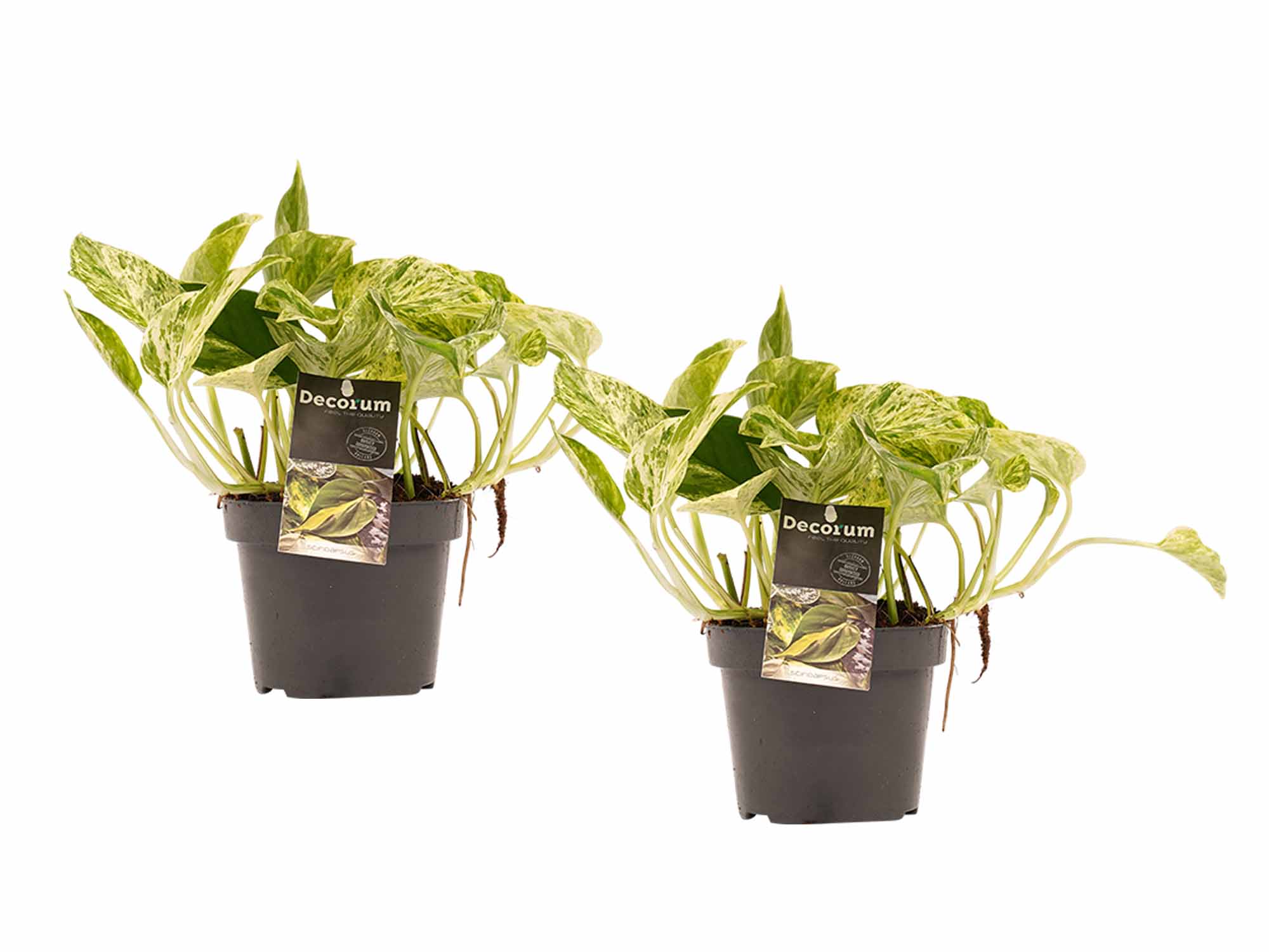 Duo Scindapsus Marble Queen ↑ 15 cm ⌀ 12 cm