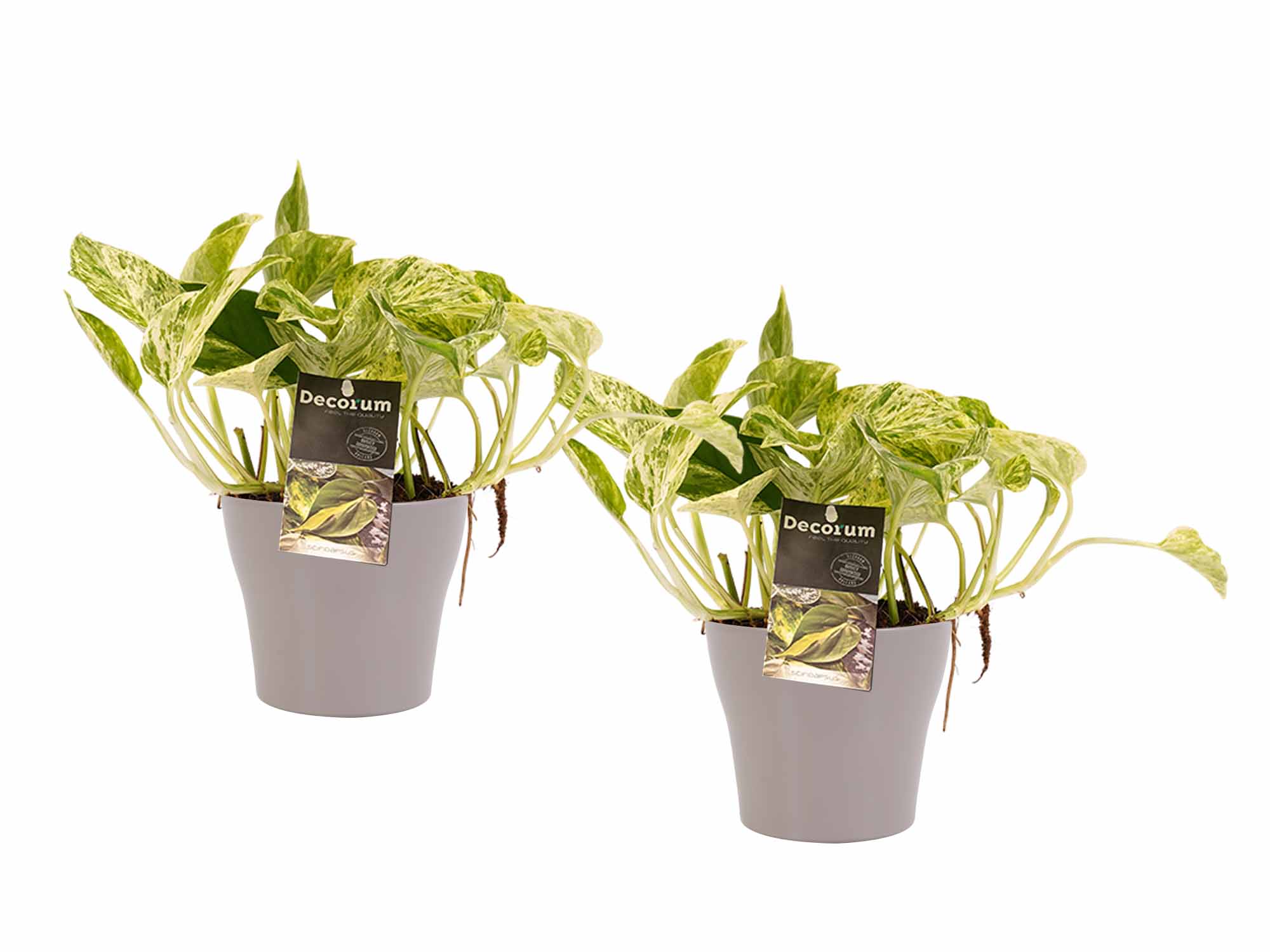 Duo Scindapsus Marble Queen - pot Anna Taupe ↑ 15 cm ⌀ 12 cm