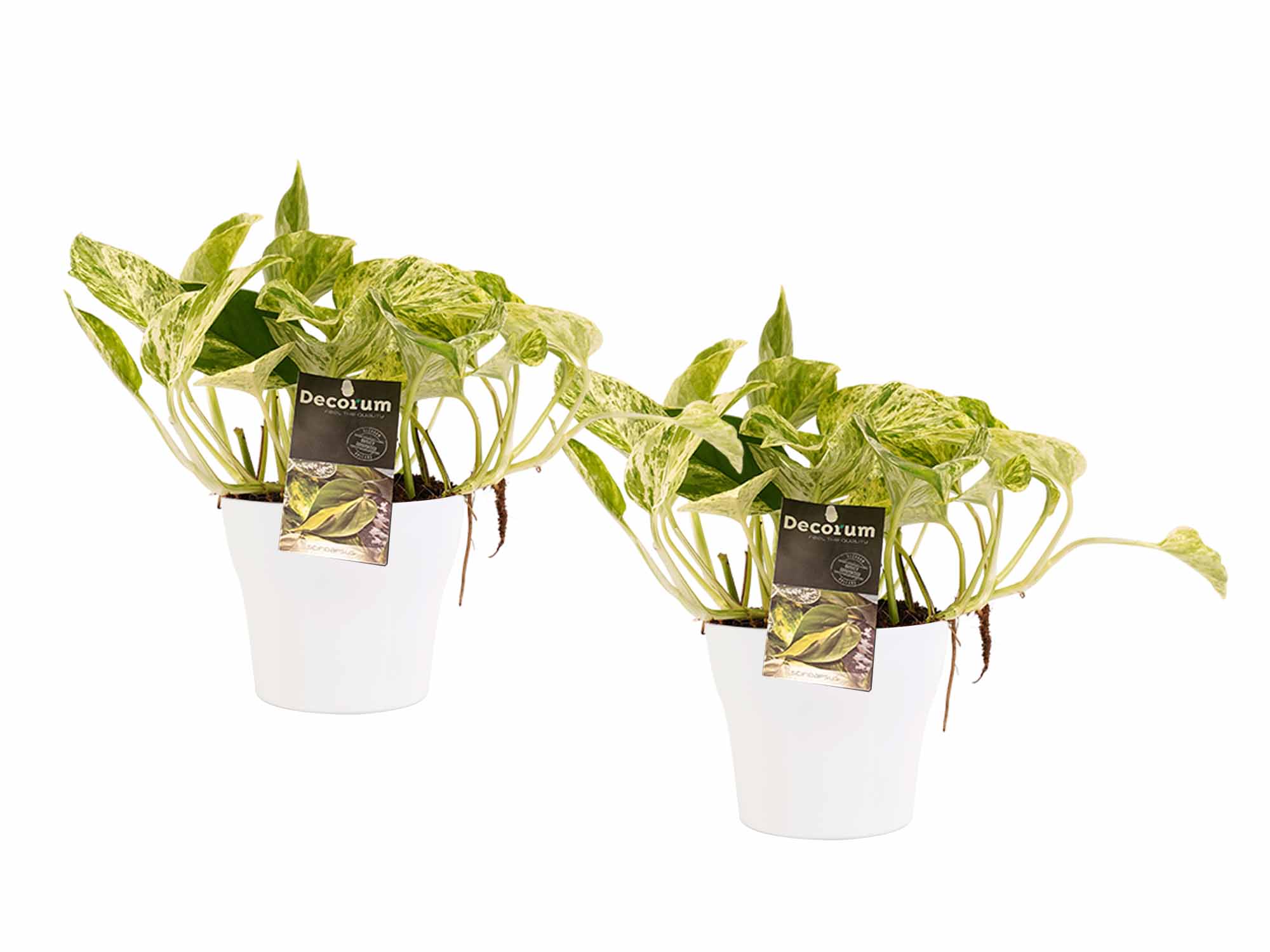 Duo Scindapsus Marble Queen - pot Anna White ↑ 15 cm ⌀ 12 cm