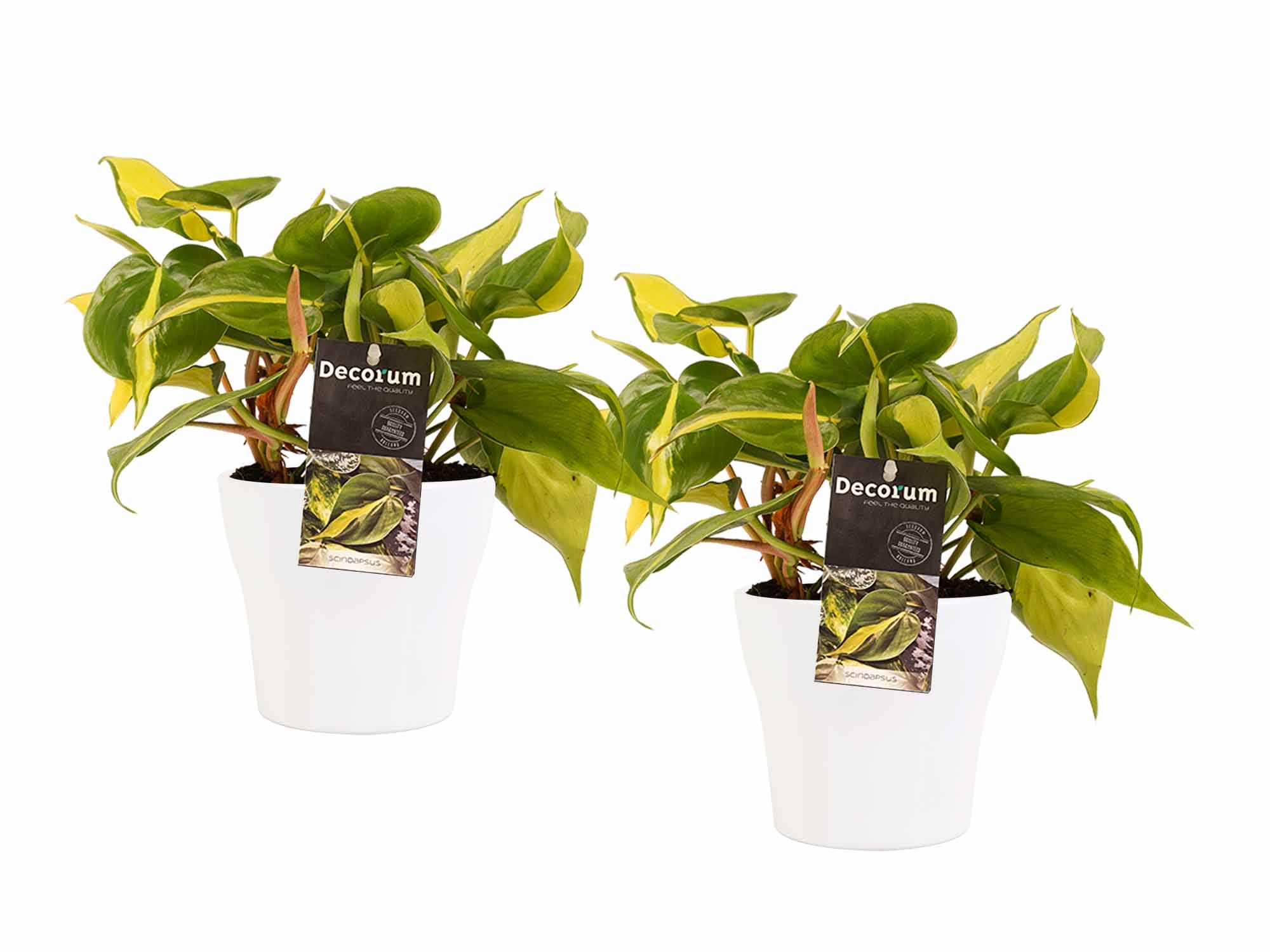 Duo Philodendron Brazil - pot Anna White ↑ 15 cm ⌀ 12 cm
