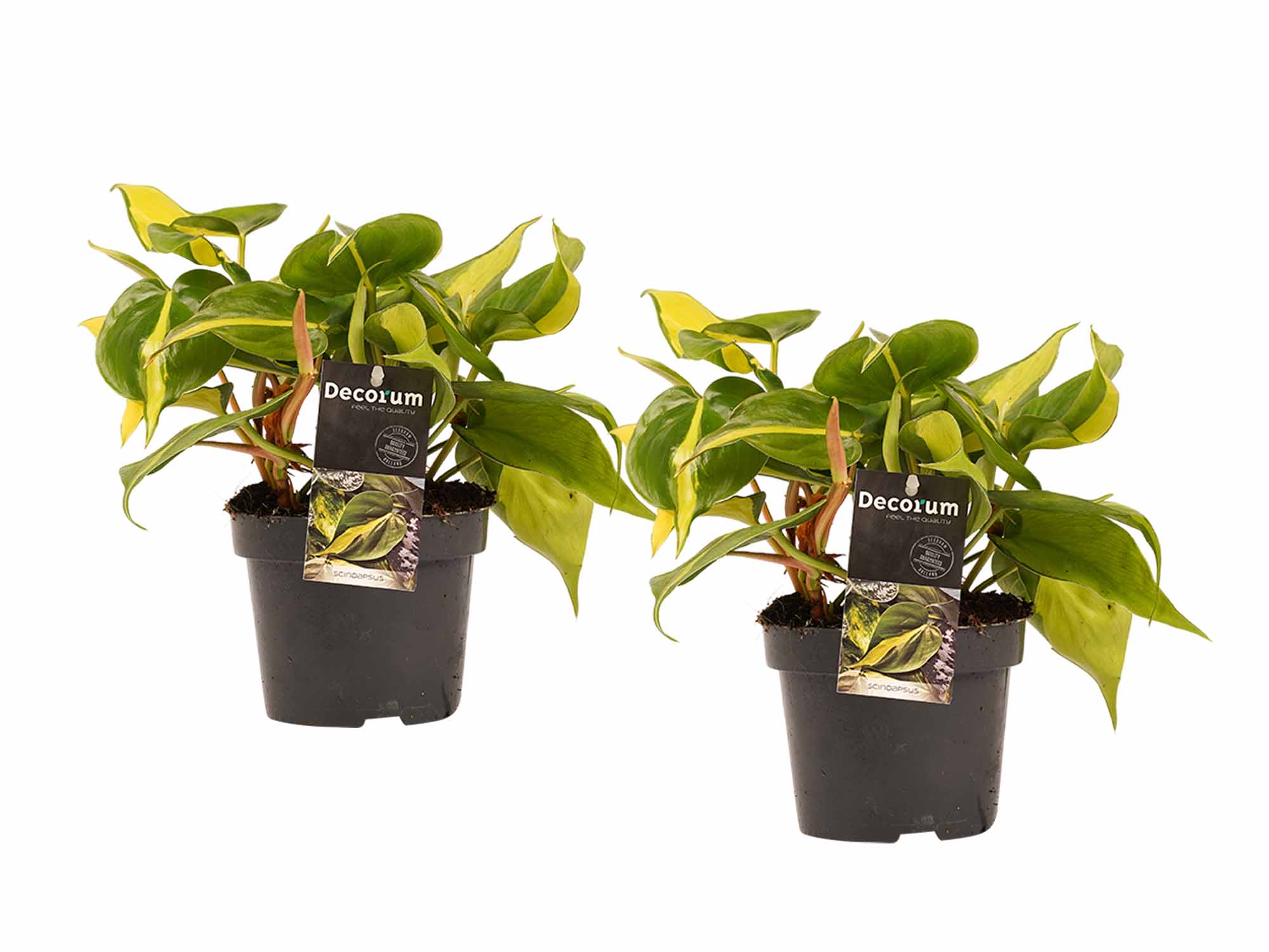 Duo Philodendron Brazil - Philodendron Scandens ↑ 15 cm ⌀ 12 cm