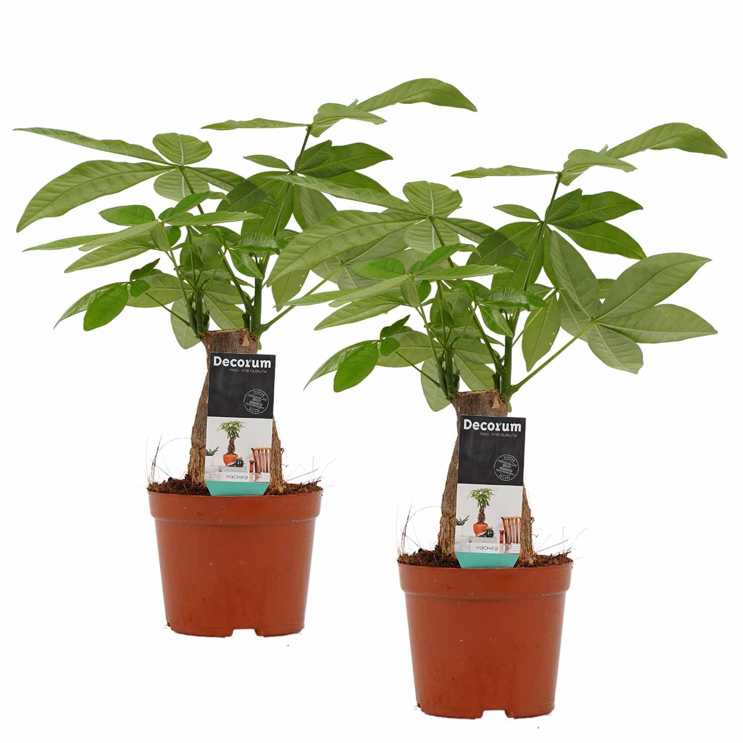 Duo Pachira ↑ 45 cm ⌀ 14 cm