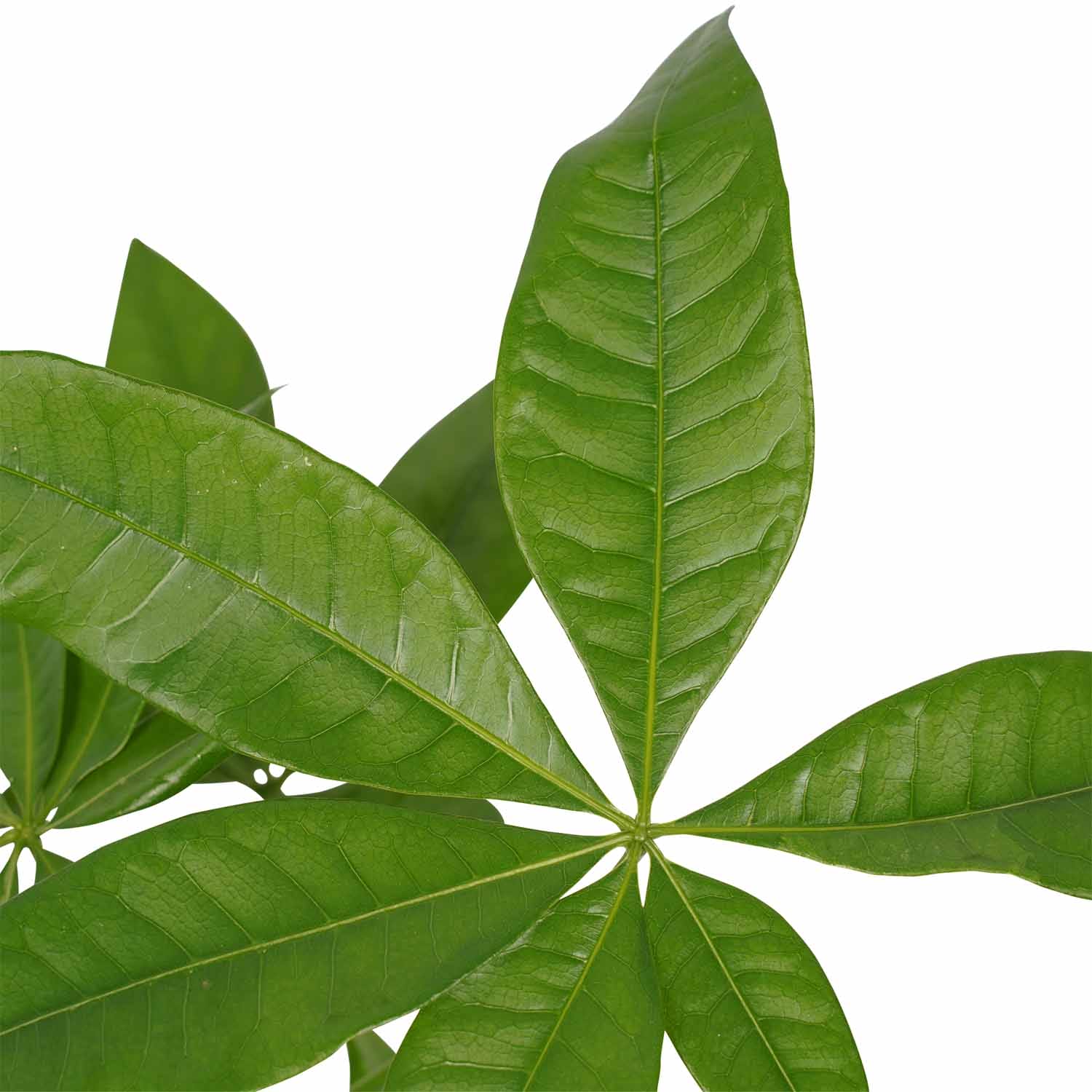 Duo Pachira ↑ 45 cm ⌀ 14 cm - Afbeelding 3