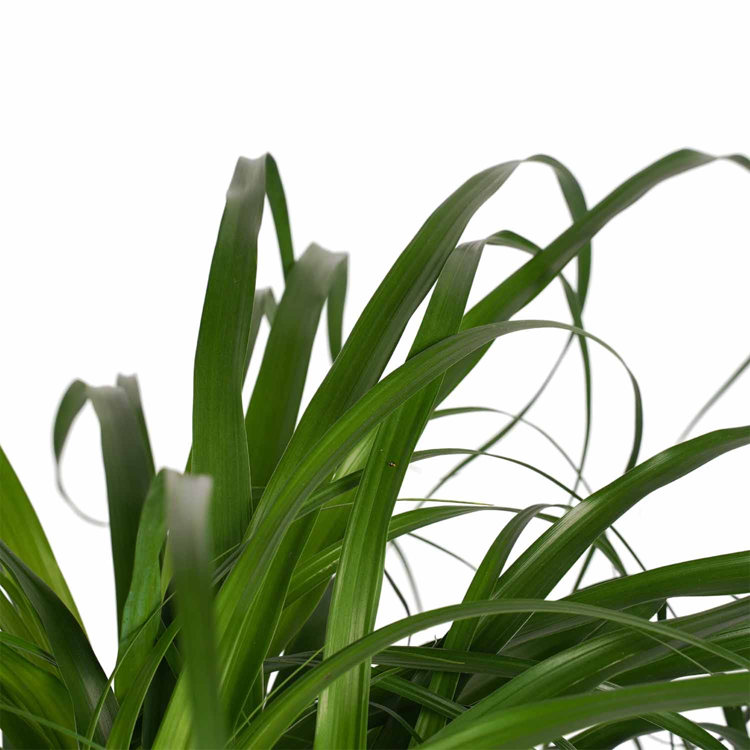 Beaucarnea Recht met Elho antracite ↑ 90 cm ⌀ 24 cm - Afbeelding 3