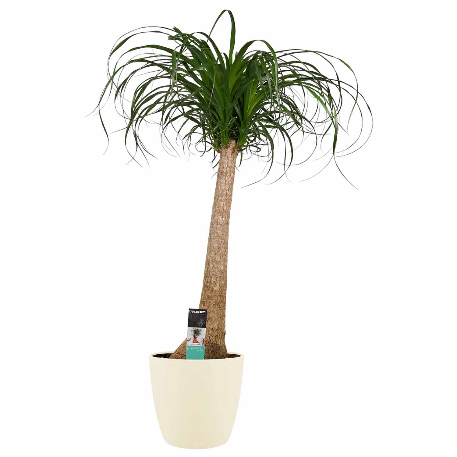 Beaucarnea Recht met Elho soap ↑ 90 cm ⌀ 24 cm