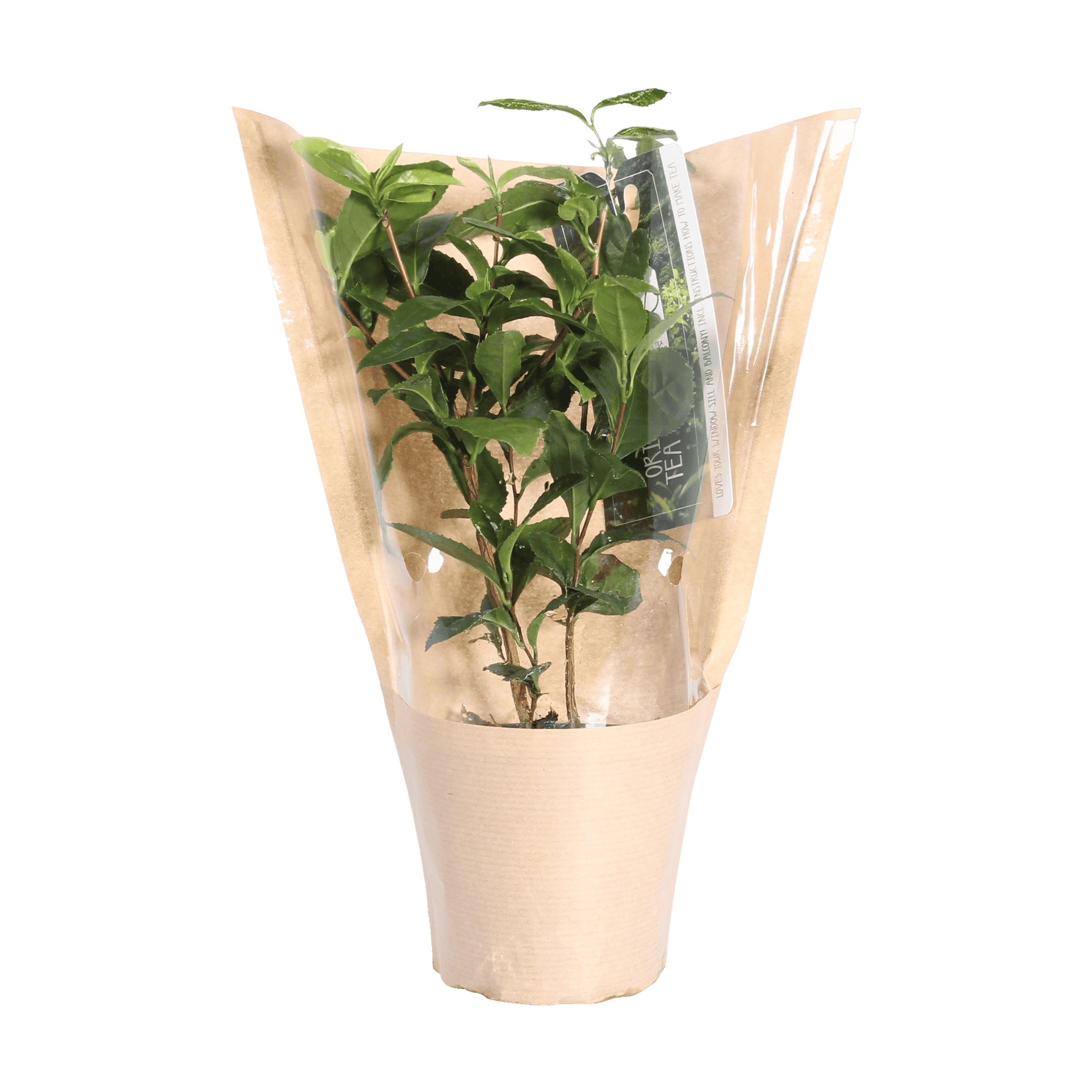 Thee plant - Camellia Sinensis ↑ 40 cm ⌀ 12 cm