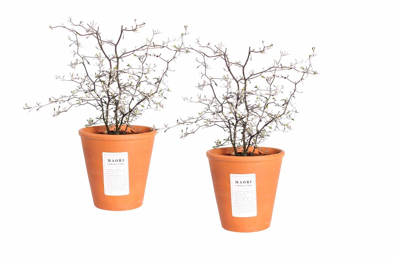 Maori Corokia in terracotta pot ↑ 40 cm ⌀ 14 cm