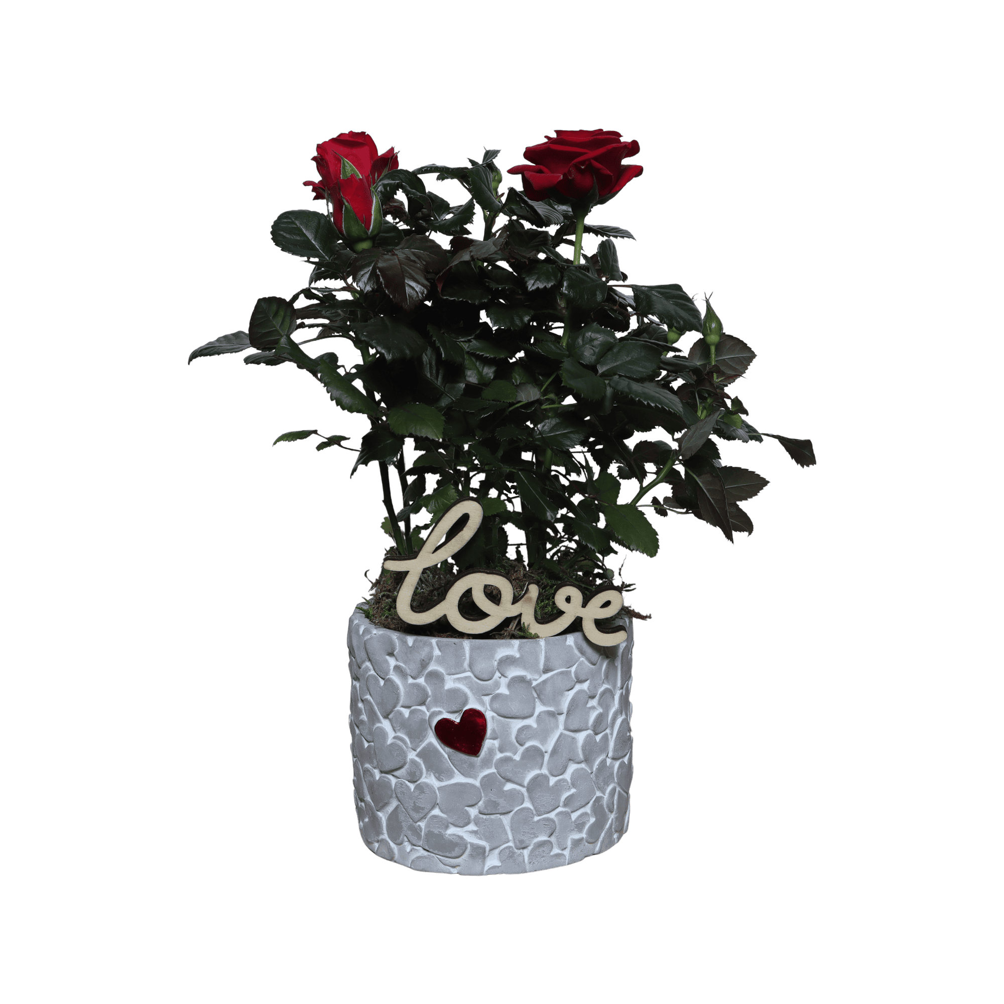 DIY Valentijnscadeau - rode roos ↑ 30 cm ⌀ 13 cm