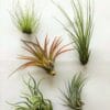 luchtplantjes_tillandsia_klein0