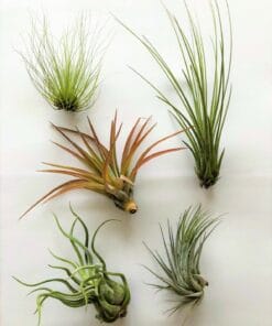 luchtplantjes_tillandsia_klein0